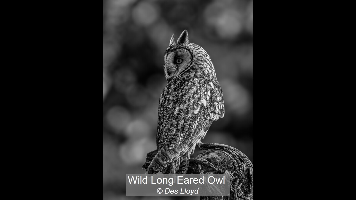 Wild Long Eared Owl